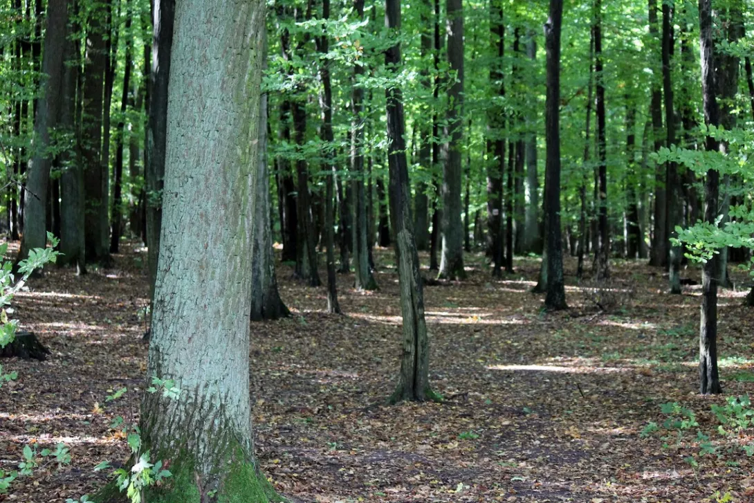 XXVII marsz na orientację "Orientuj się i licz".