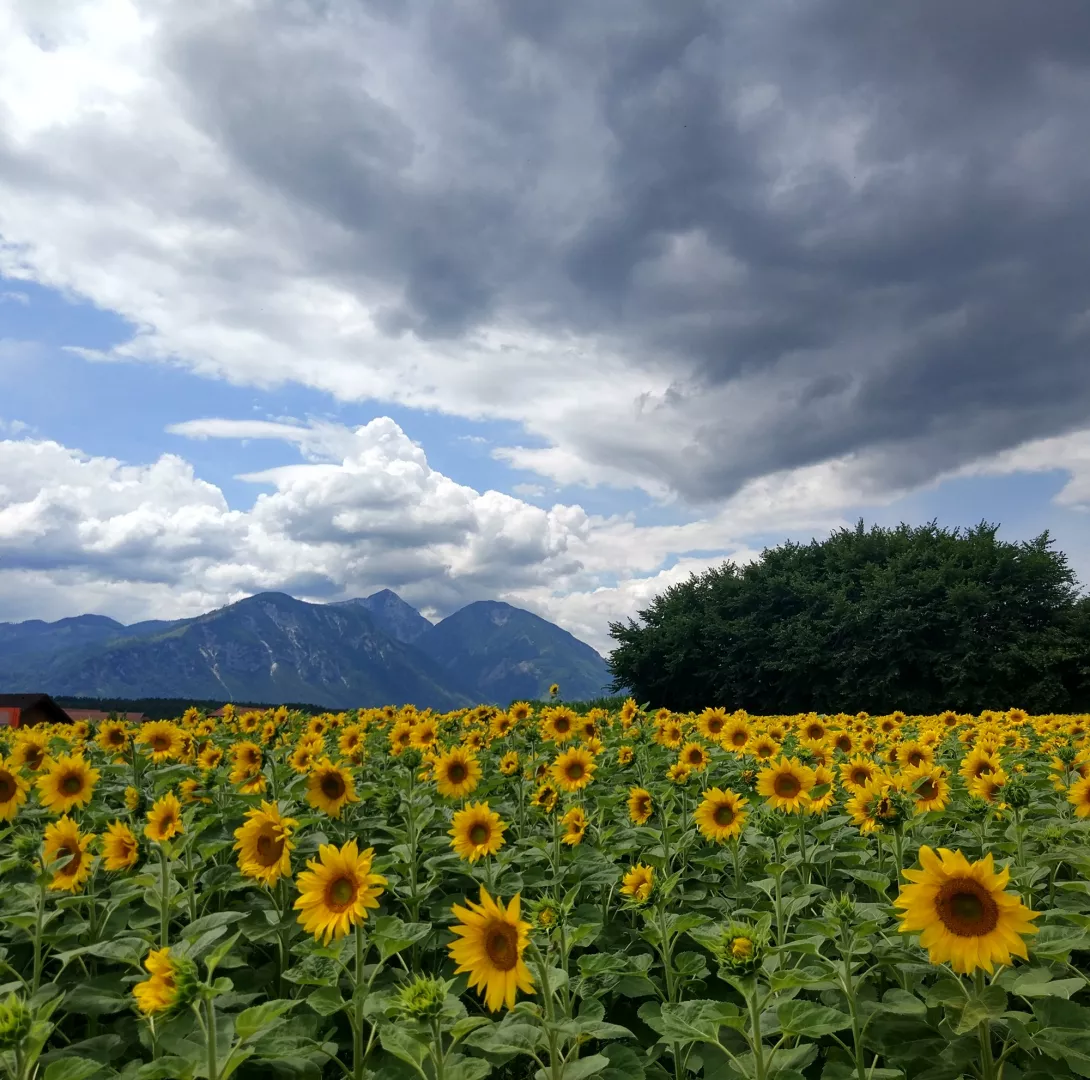 Dominika Kulesza, wyróżnienie