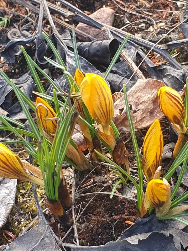 krokusy