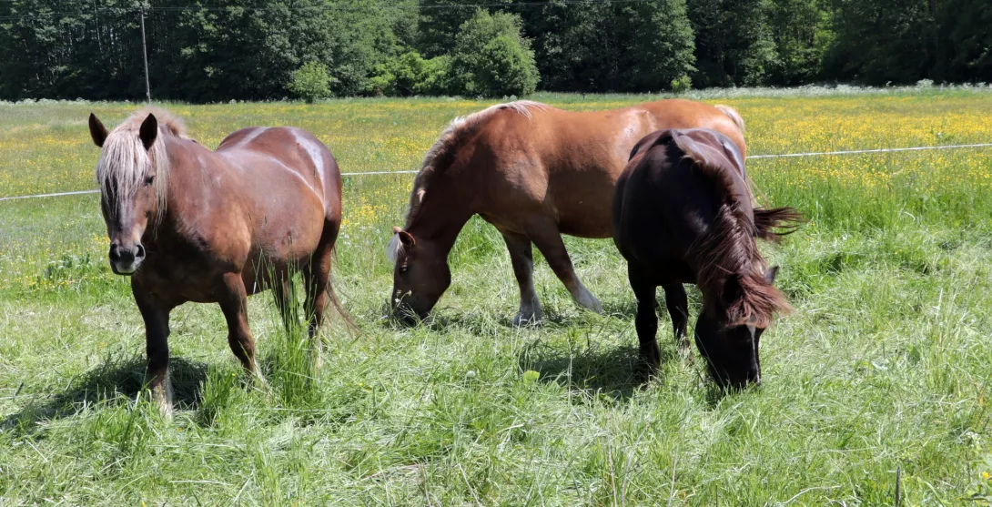 Różanystok 2023 - Festiwal Mlodzieżowy Bez Granic