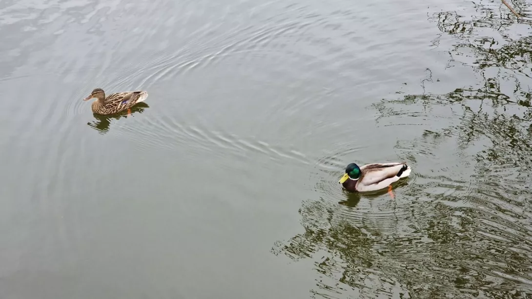 Na Stawach Stefańskiego