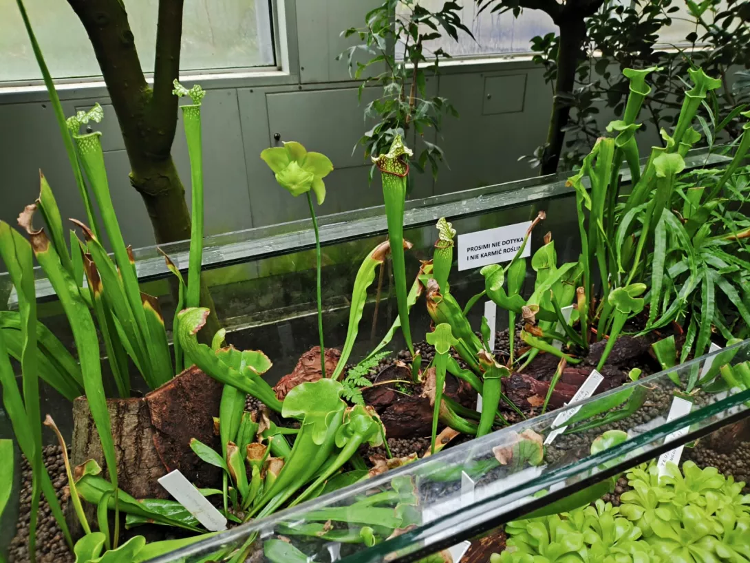 Uczniowie klas 3a i 3b w łódzkiej Palmiarni. 